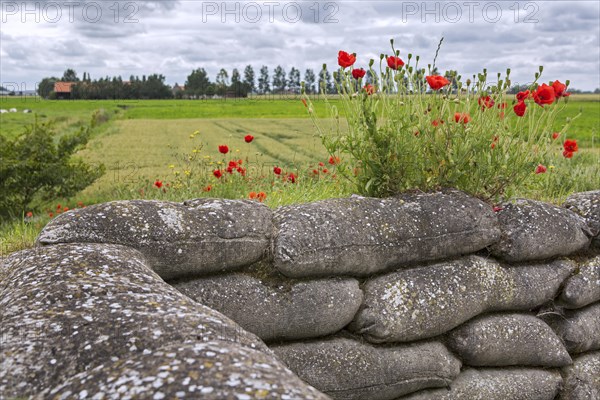 Poppies growing on sandbags at the Dodengang