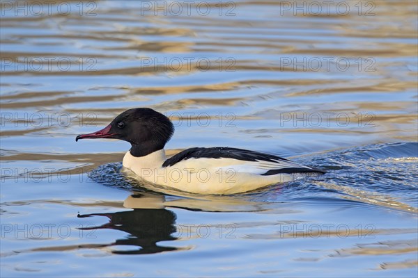 Goosander