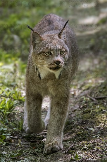 Canada lynx