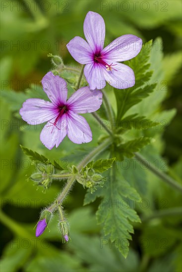 Geranium palmatum