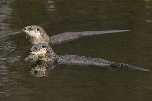 Eurasian otter