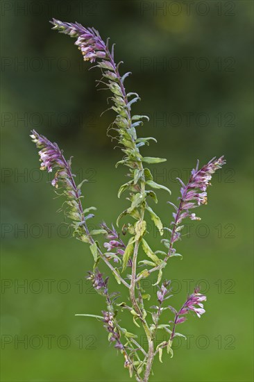 Red Bartsia