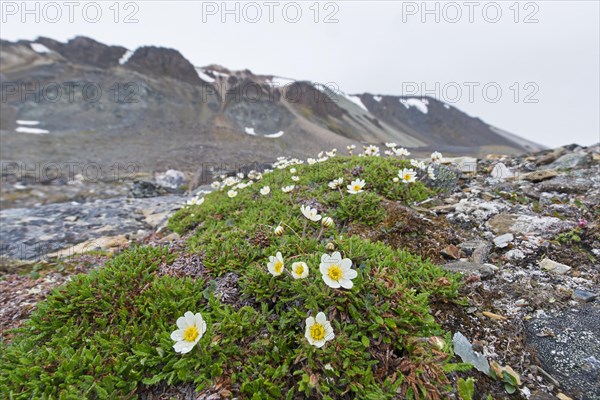 Mountain avens