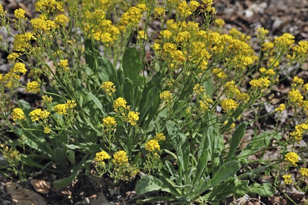 Gold Alyssum