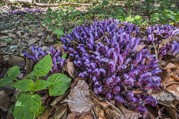 Purple toothwort