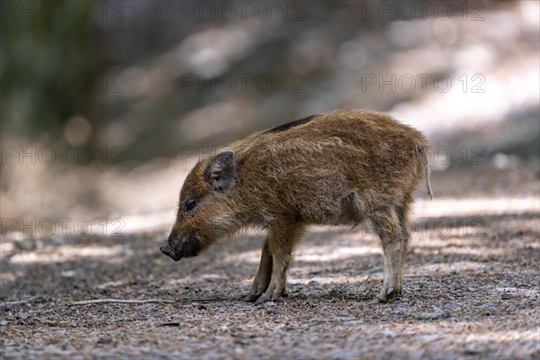 Wild boar