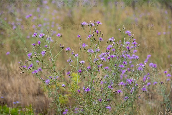 Spotted knapweed