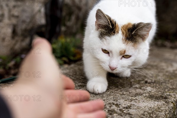 Close up hand trying touch cat