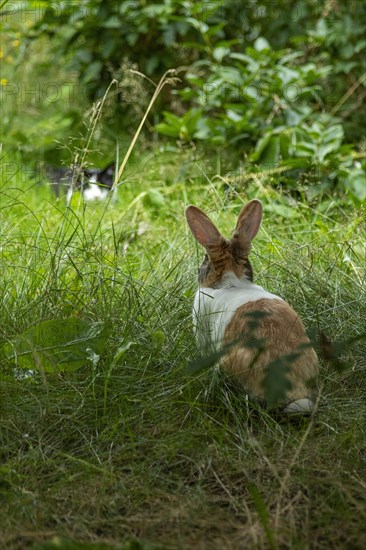 Cat watching Dutch rabbit
