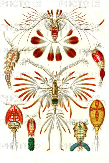 Copepods