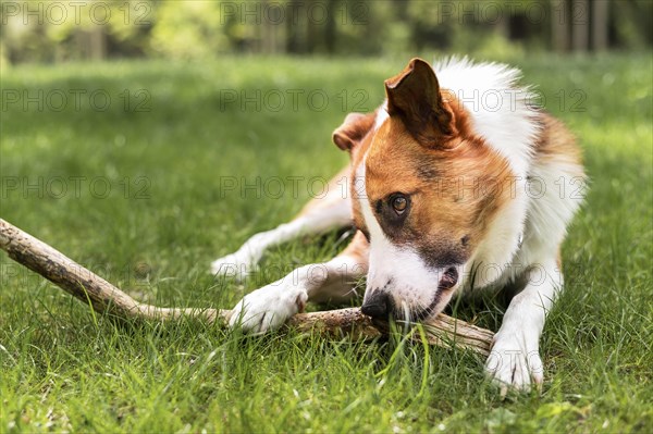 Adorable dog playing park