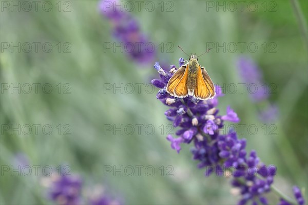 Large skipper