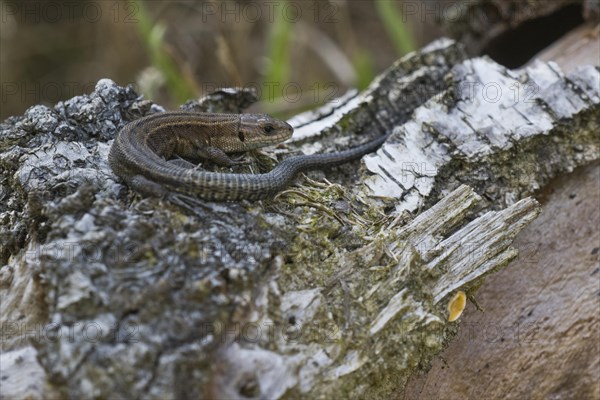 Viviparous lizard