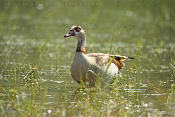 Egyptian goose