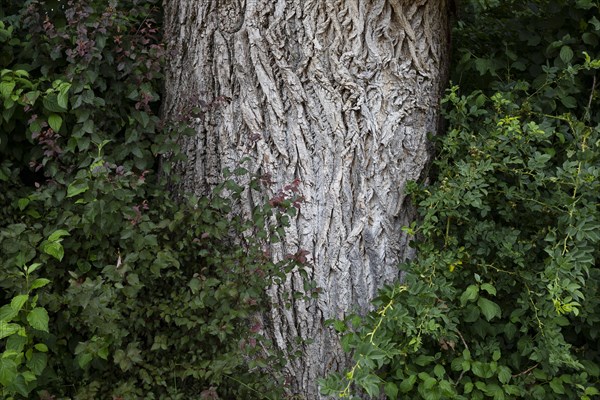 Tree trunk of an old lime tree