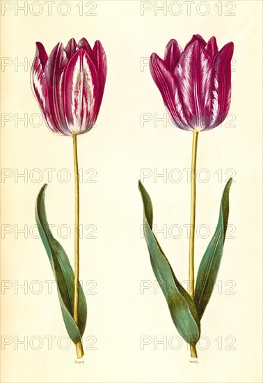 Garden tulip