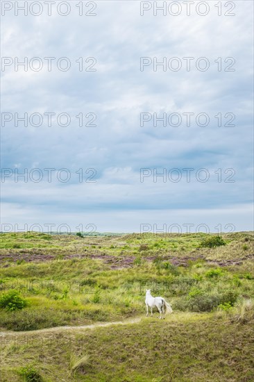 A white horse in the dunes of Terschelling