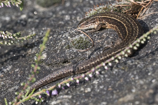 Viviparous lizard