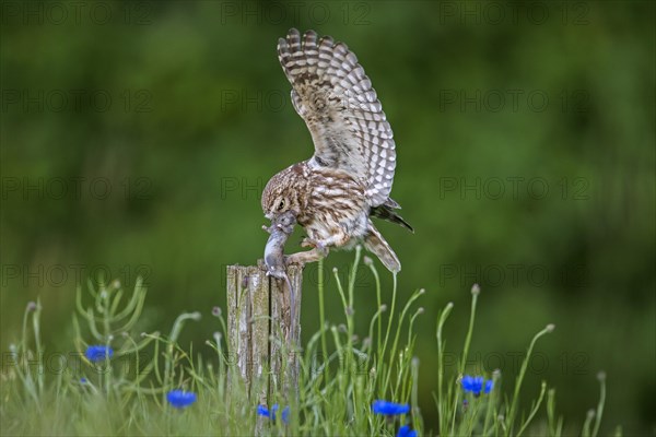 Ringed little owl