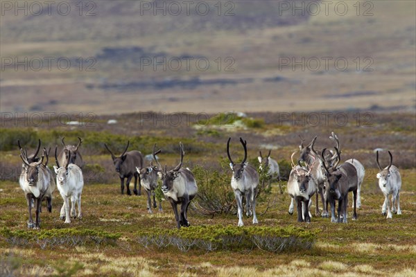 Reindeer