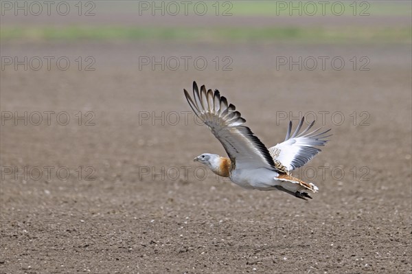 Great bustard