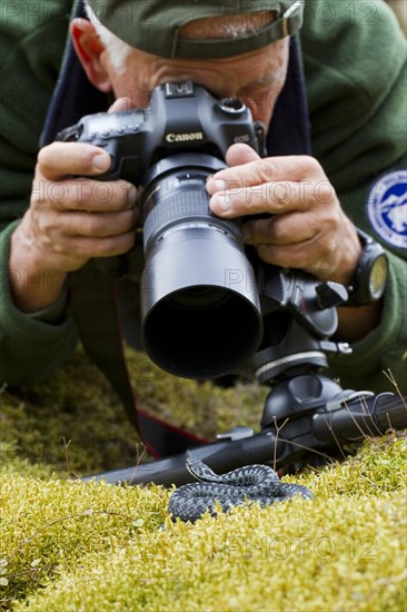 Nature photographer taking pictures of Common European adder