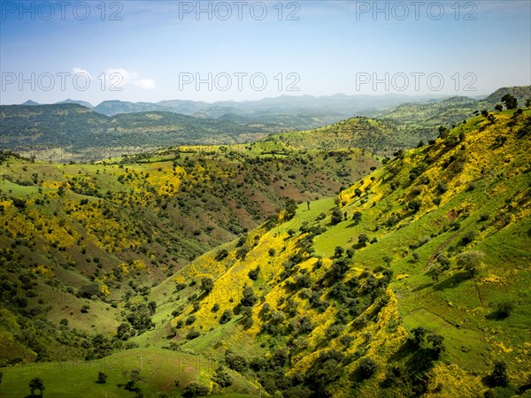 Mountain landscape with yellow flowering meadows