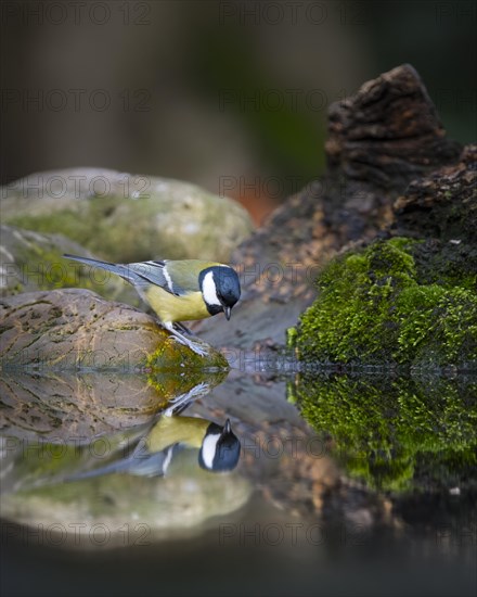 Great tit