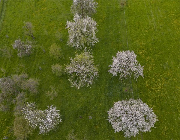 Drone image of blossoming cherry trees