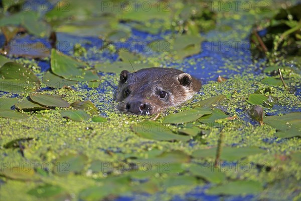 European otter