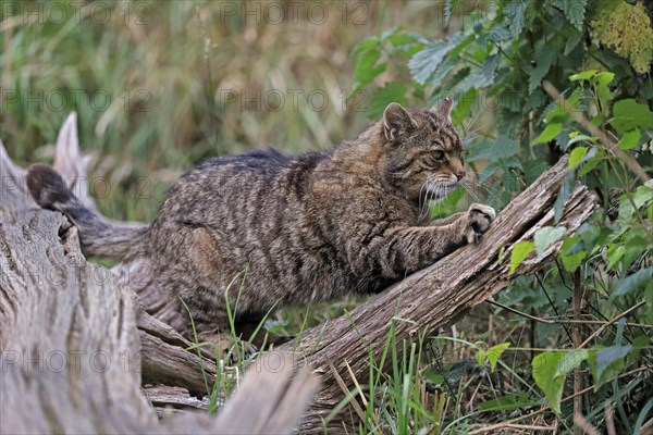 European wildcat