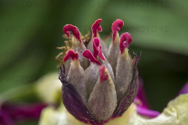 Shoot of a tree peony