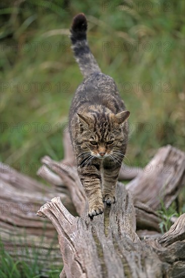 European wildcat