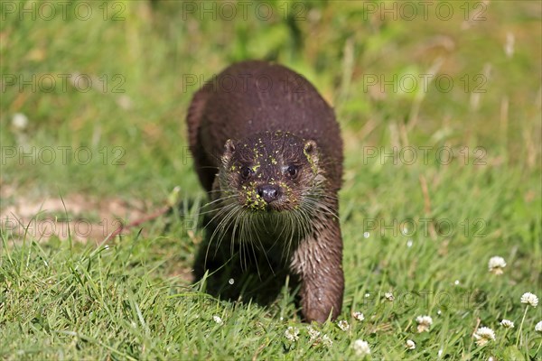 European otter