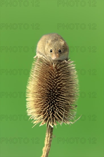 Eurasian harvest mouse