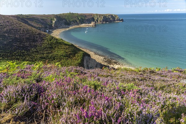 Blooming heath landscape at Cap Frehel