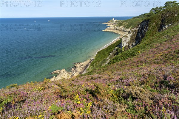 Blooming heath landscape at Cap Frehel and Fort La slat