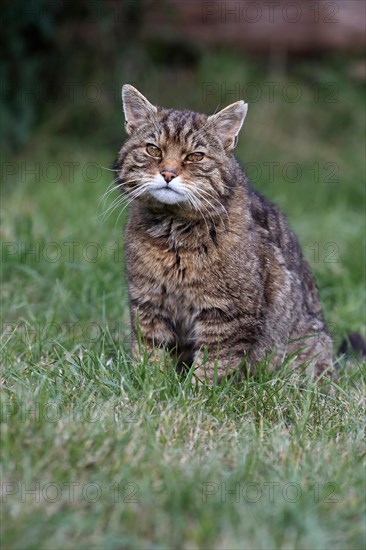 European wildcat