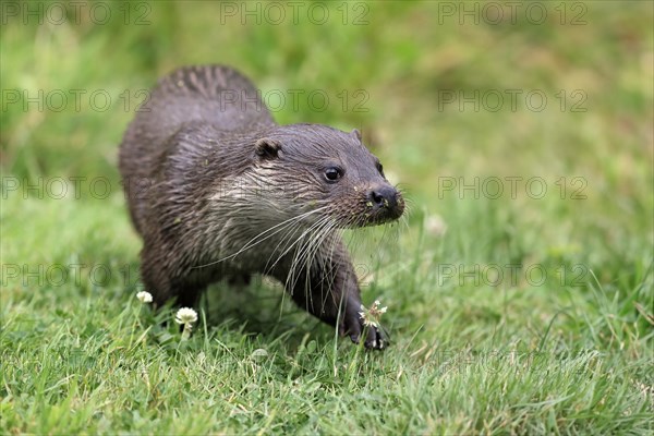 European otter