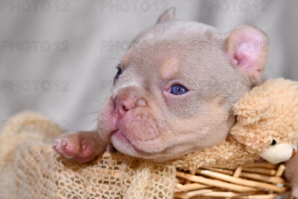 Portrait of Isabella Orange Tan maskless French Bulldog puppy