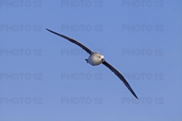 Northern fulmar