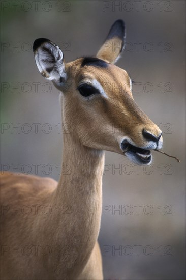 Impala