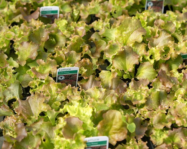 Lollo Rossa lettuce plants on display at plant nursery