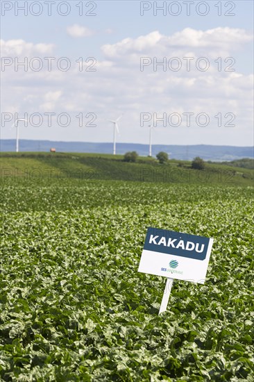 Notice board for seeds of the company SES VANDERHAVE on a sugar beet field