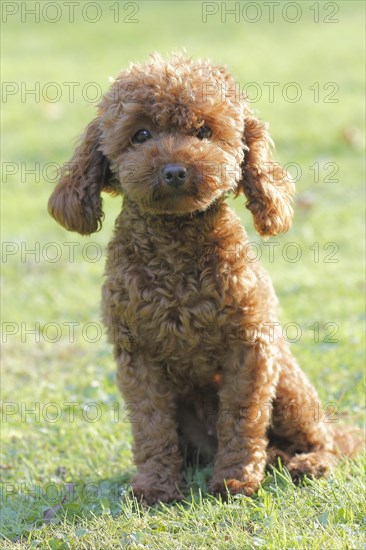 Toy poodle