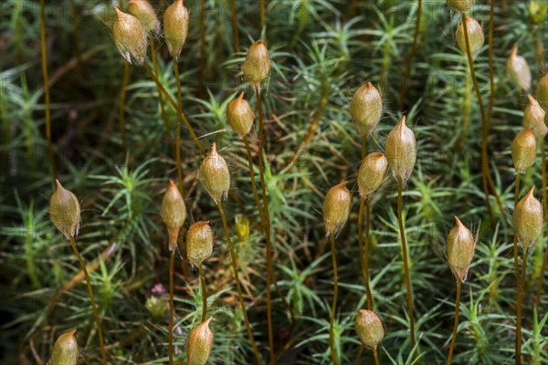 Juniper haircap