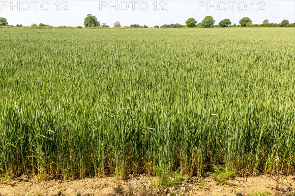 Side view of green wheat crop growing in arable field