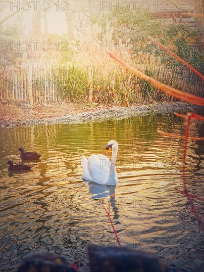 White swan and wild ducks floating on the lake in the park in the warm sunset rays