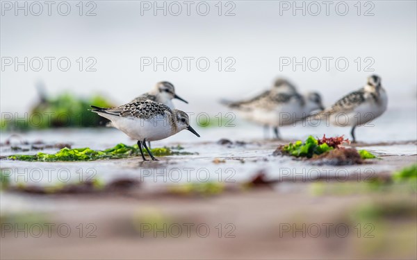 Sanderling