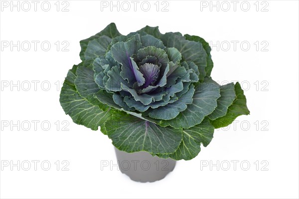 Ornamental cabbage in flower pot on white background